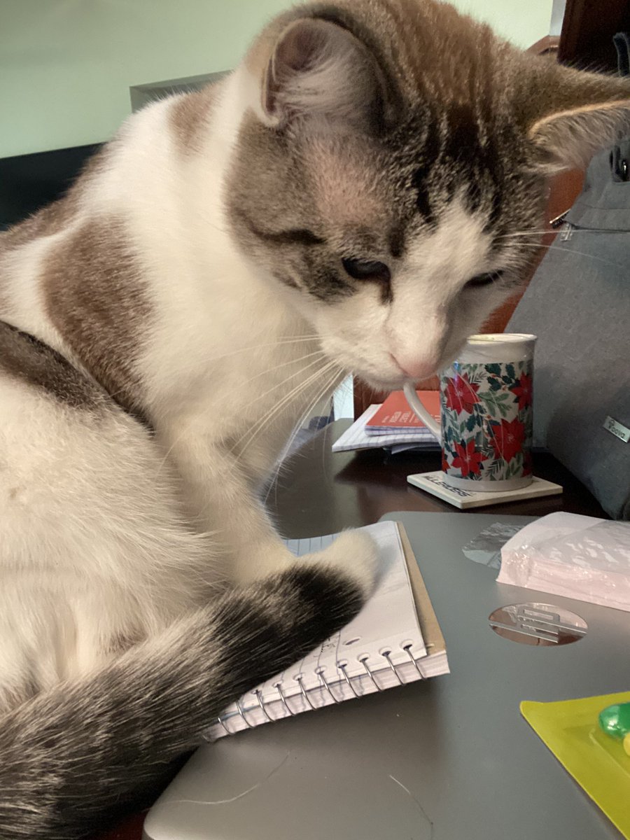 possum_cat's tweet photo. If your hooman is working and not giving you enough attention, just sit on their work. Follow me for more life hacks. #CatsOnTwitter #Cats #CatsOfTwitter https://t.co/OG8qHesgUx