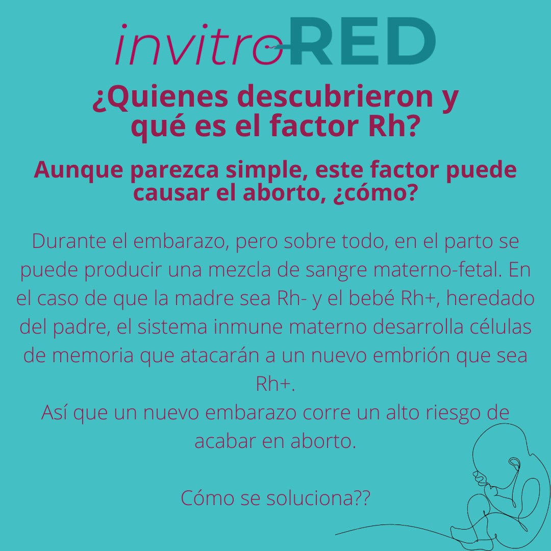 InvitroREDes's tweet photo. ¿Sabes qué es el factor Rh?
#invitroRED #infertilpandy #fertilidad #embrion #fiv #icsi #reproduccionasistida #fertilidad #busquedadeembarazo #quierosermadre #buscandosermama #medicinareproductiva #fecundacioninvitro #embriologia #rh #factorrh #aborto https://t.co/GIKy82jmKP