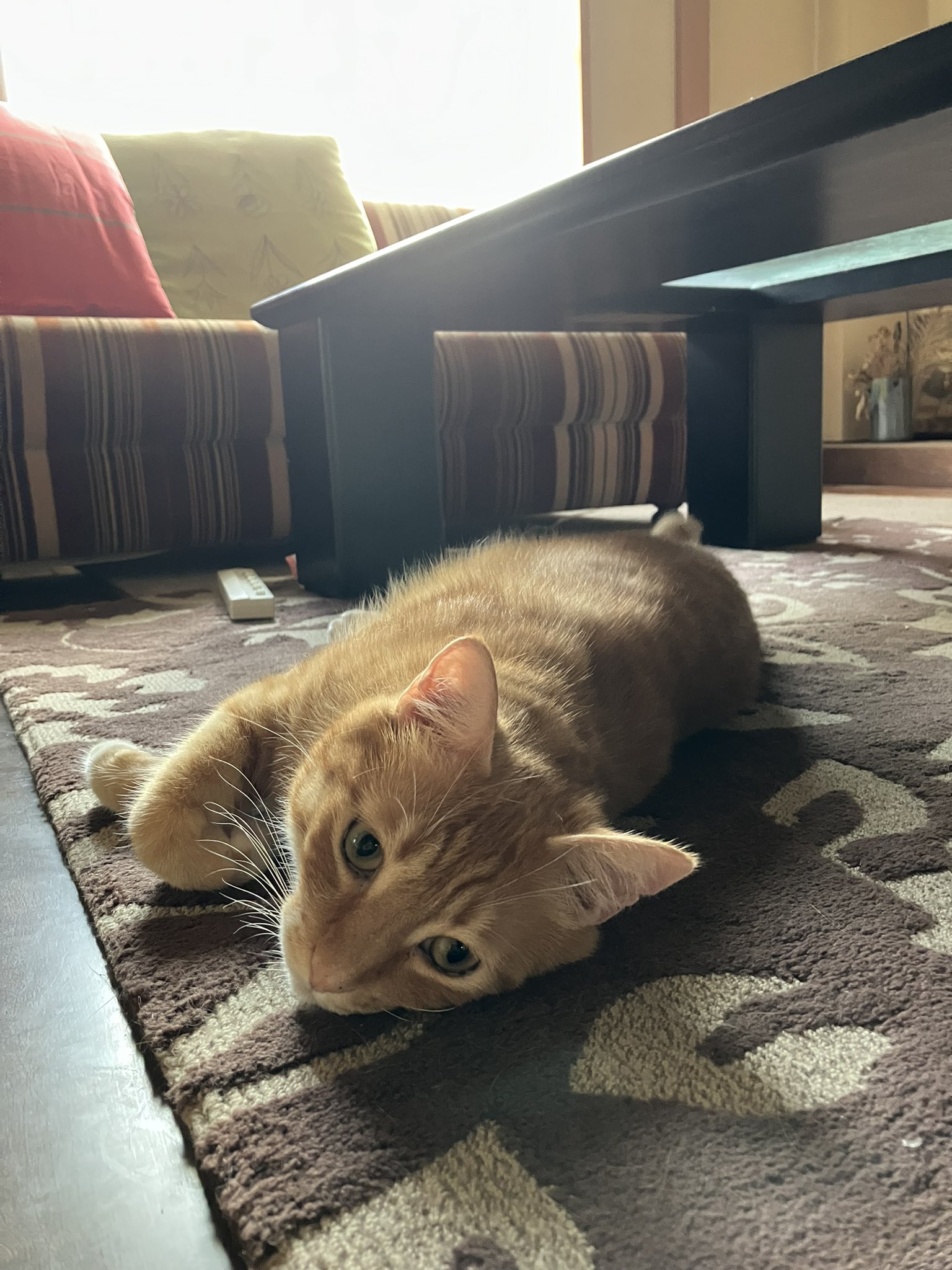 レオさん Twitter Search Twitter