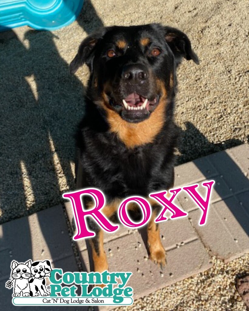 Roxy (& Beau) has a big smile for you on this Friday, Happy Friday! 💜🐶🥰🐾😍 #roxy #happygirl #goodgirl #prettygirl #rottweiler 
.
#rottweilermix #rottweilerx #rottweilercross #rottiemix #rottiex #rottweilerlove #rottweilersrule #rottweilerlife #rot… instagr.am/p/Ci2inIhJLcR/