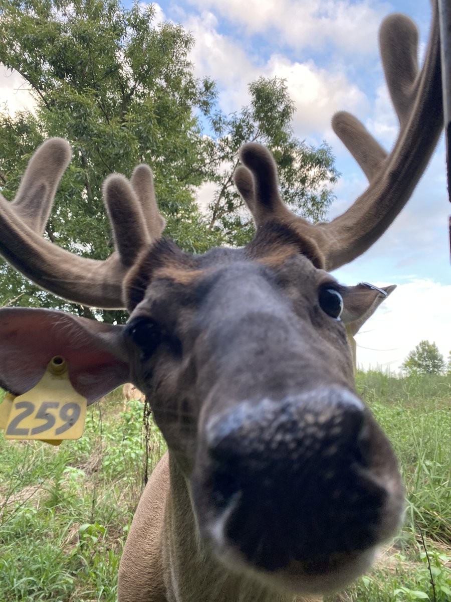 MSUDeerLab tweet media