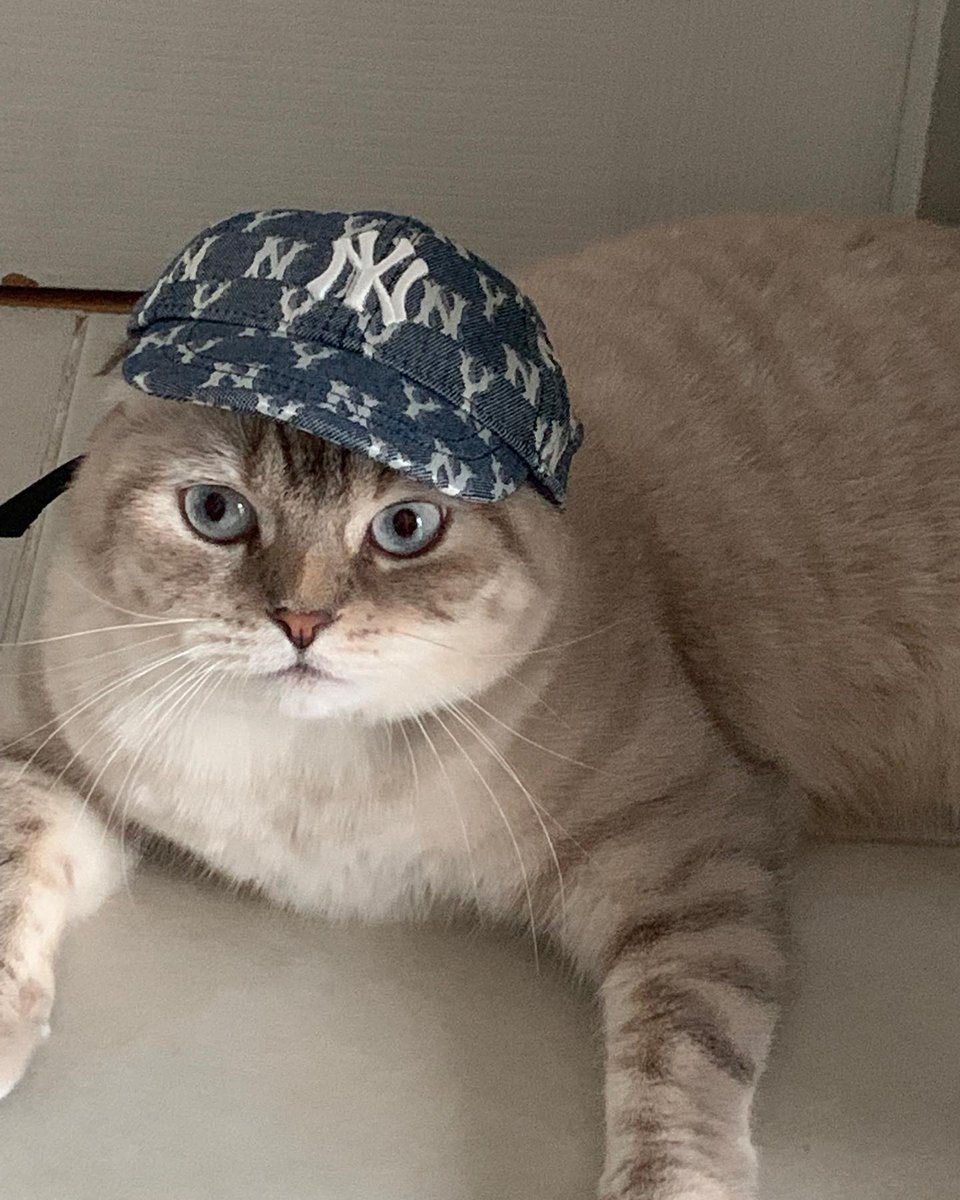 TrendforGulf's tweet photo. Ig Updated: Hazardisacat 

เท่กว่านี้มีอี��มั้ยค้าบ

GULF KANAWUT #GulfKanawut @gulfkanawut #กลัฟคณาวุฒิ #น้องอาซาร์ของพี่กลัฟ #อาซาร์แมวเซา https://t.co/LBvqLrTgBR