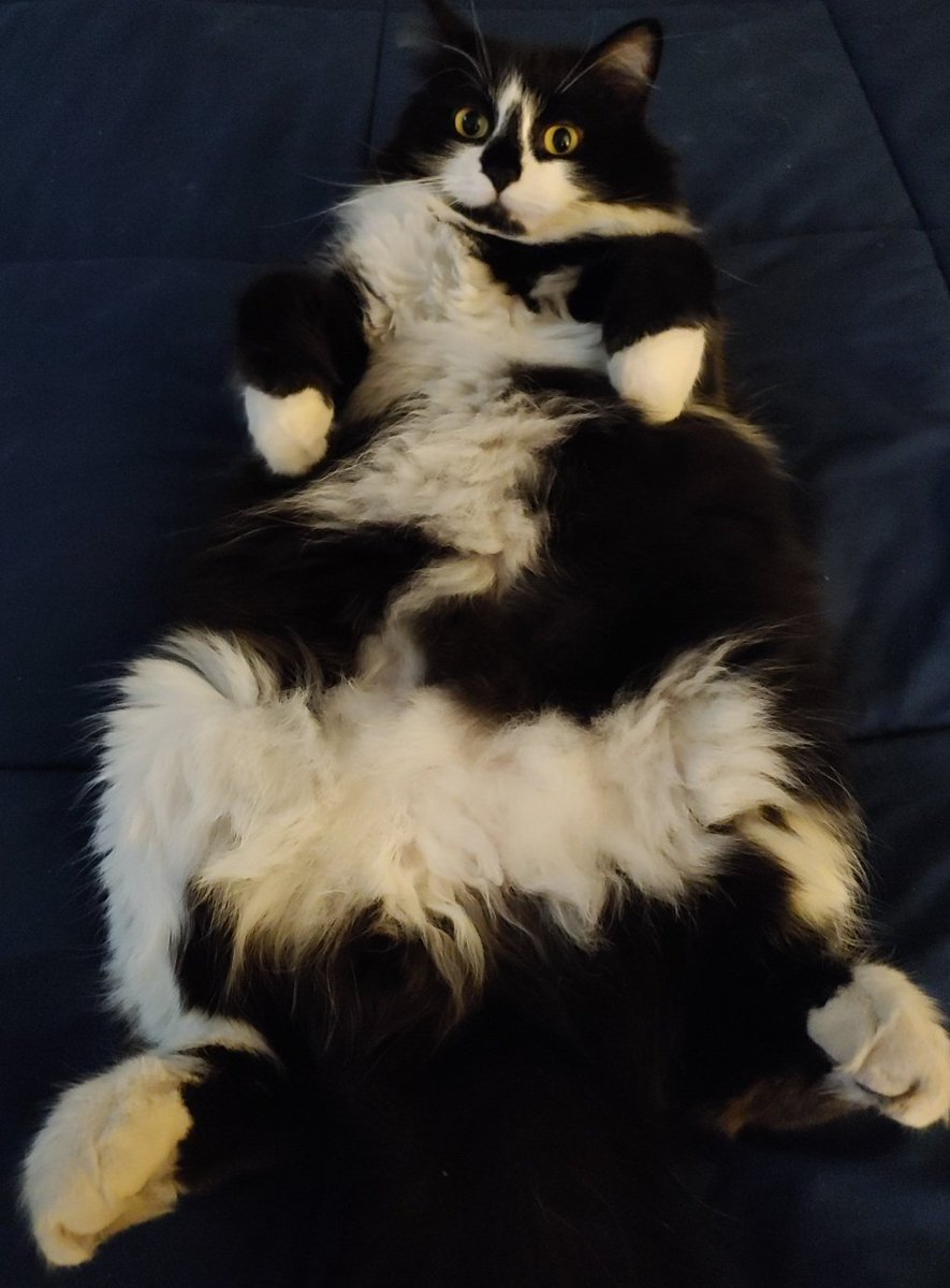 beazycat's tweet photo. @WalterWafflesC 🖤🤍🖤
#jellybellyfriday https://t.co/ZC3w2vDDQA