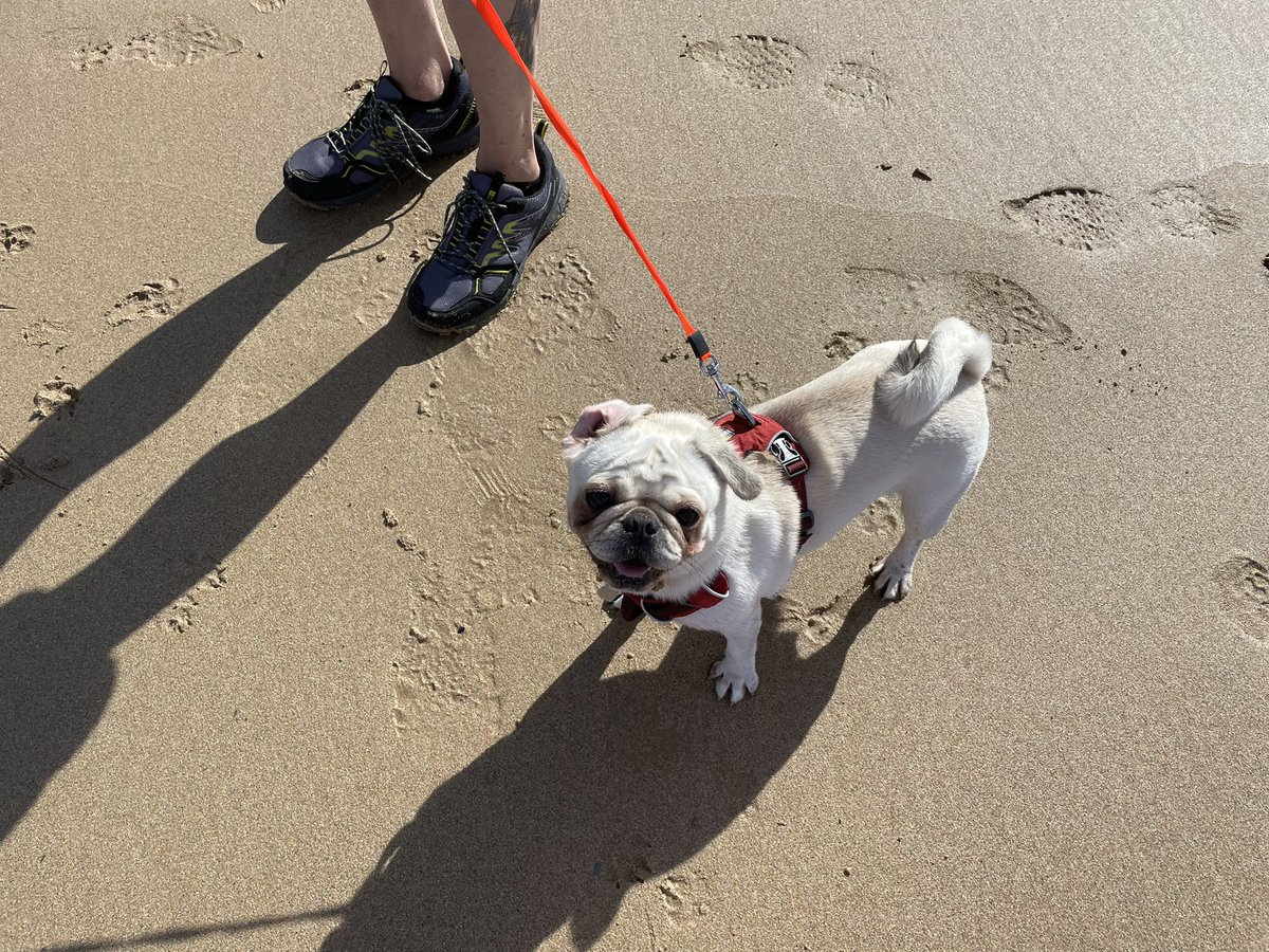 karamelykaren67's tweet photo. A breezy walk along the beach to blow away this heavy cold. Joined by the solicitous Chris and the parish pug who gallantly put up with my coughing and spluttering #seaair #annualleave #WatergateBay #itstimetogohome #wheezyWilson #enoughisenough https://t.co/2ZvDPofbER