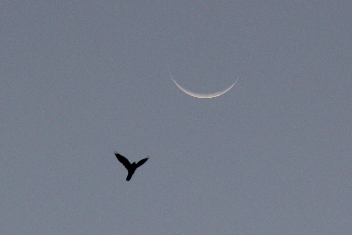 mcqueeney's tweet photo. This morning's #equinox sunrise in #WashingtonDC and a crow soaring to heights with the waning crescent #moon overhead. https://t.co/Z3XkcVUMg5