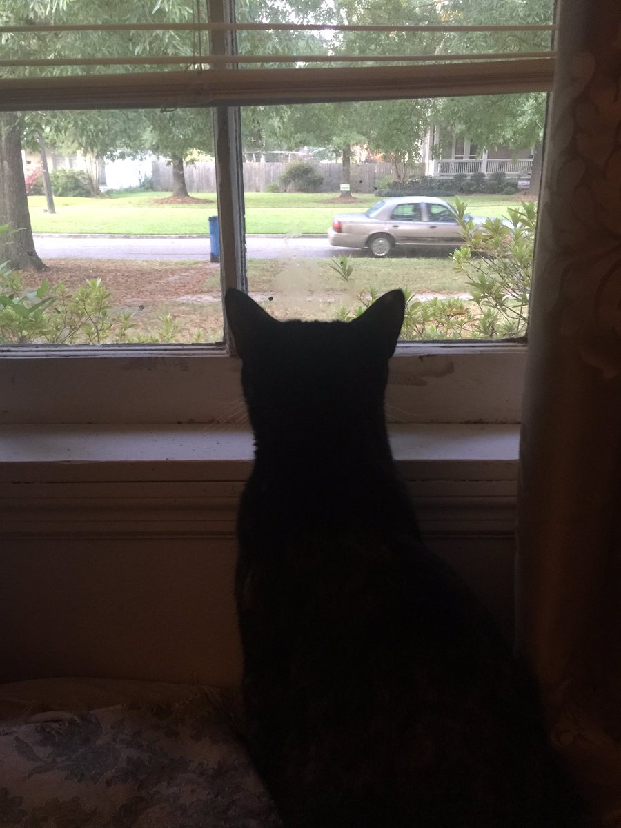 rescuecatlife's tweet photo. Window-watching pop drive off to work yesterday https://t.co/wLYL5F73Ga