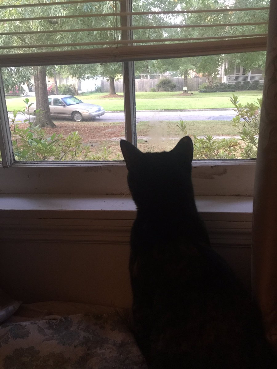 rescuecatlife's tweet photo. Window-watching pop drive off to work yesterday https://t.co/wLYL5F73Ga