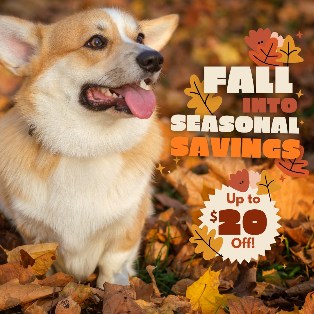 Vetnique's tweet photo. Fall is here, and so is our seasonal savings promotion! 🐶🍂Stock up on your pet’s favorite supplements from today to 9/30, use code FALL22 at checkout and save up to $20 of your order!
https://t.co/DOg6hBx78q

#Fall #FallSavings #FallSales #PetHealth #Supplements #Promotion https://t.co/deinUzQ5RW