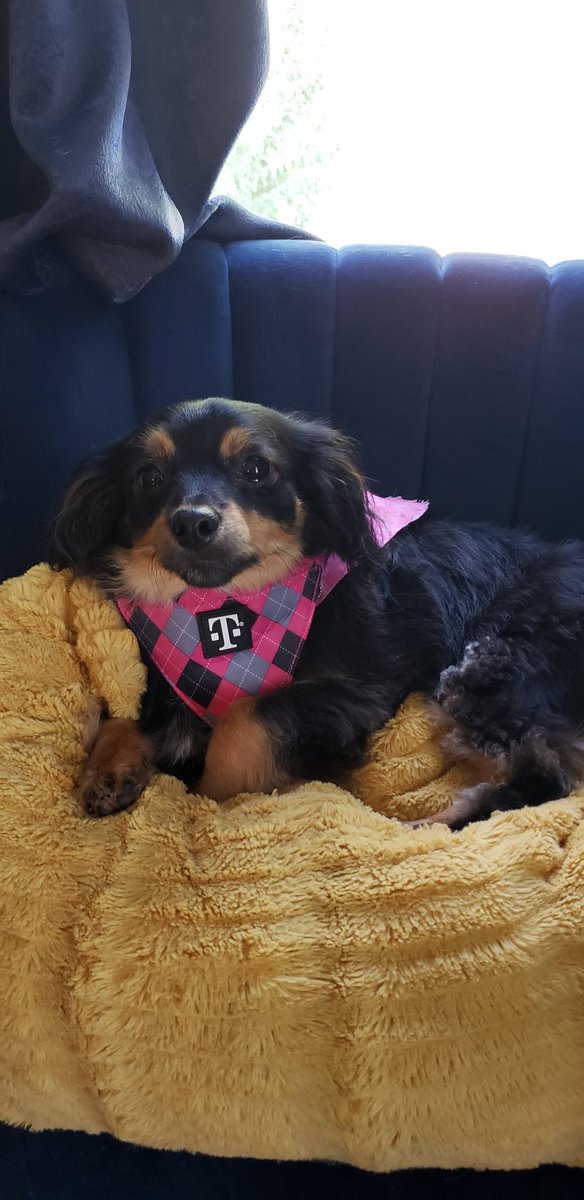 Nimer Velasquez tweet media