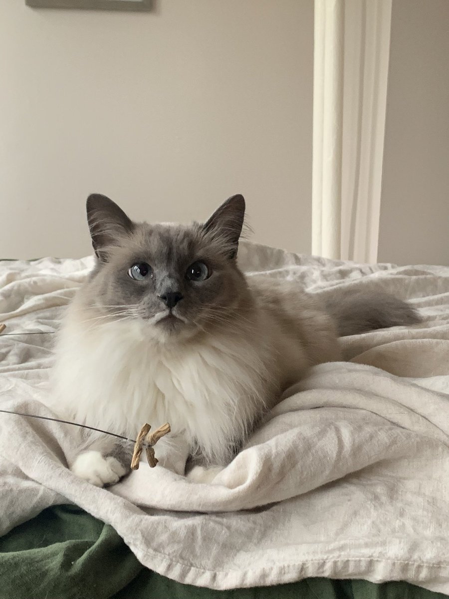 duleslol's tweet photo. cozy https://t.co/xXwODXumTn