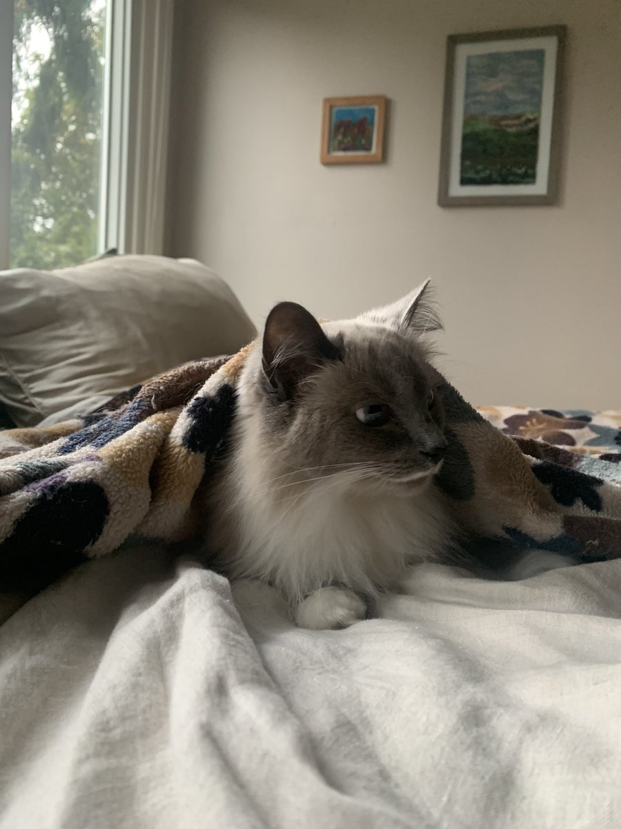 duleslol's tweet photo. cozy https://t.co/xXwODXumTn