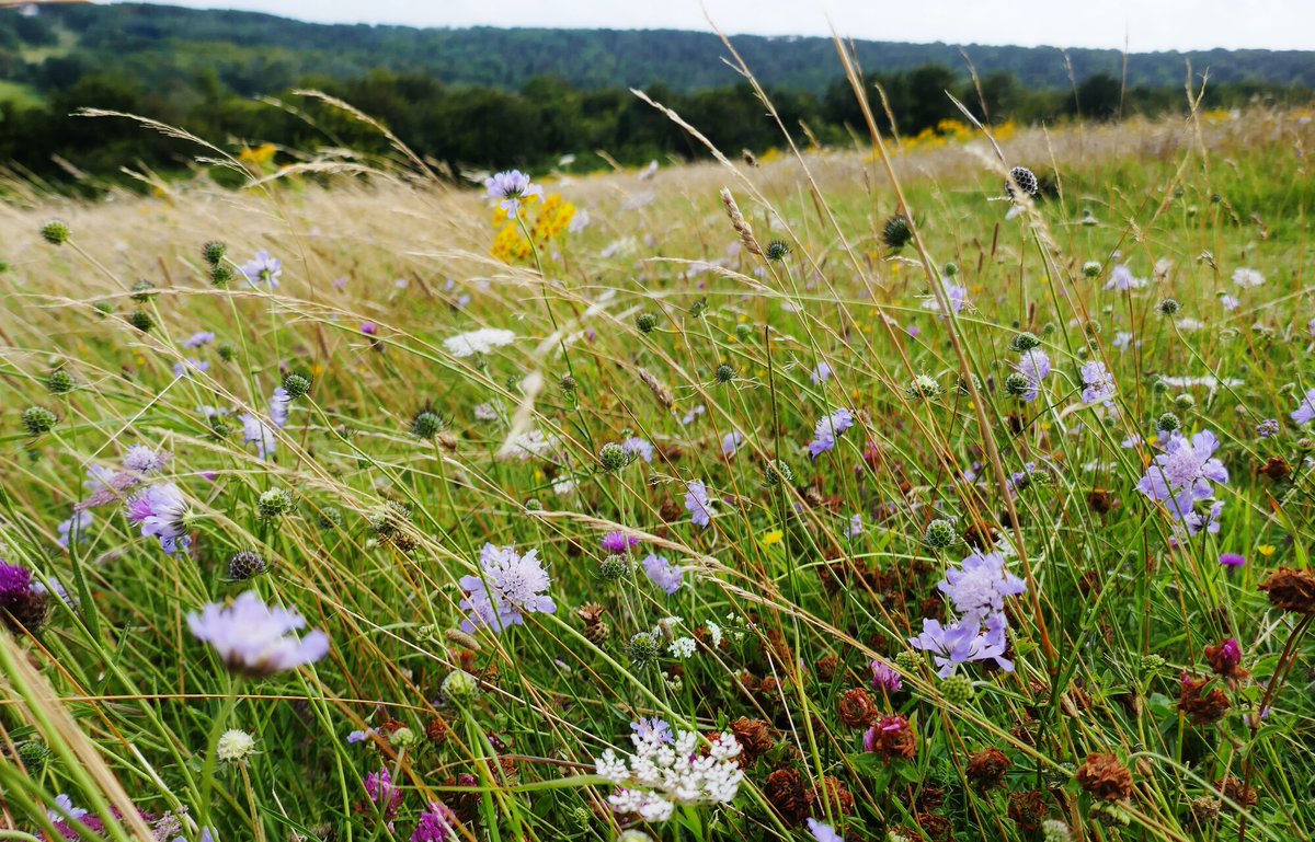 Could you be the Biodiversity Officer for the South Downs National Park?

A brand new role, the successful candidate will be key to our #ReNature ambitions for the South Downs. 

Applications close on 2 October &gt;&gt; southdowns.gov.uk/job/biodiversi… 

📷 Anne Bostwick

#SouthDowns