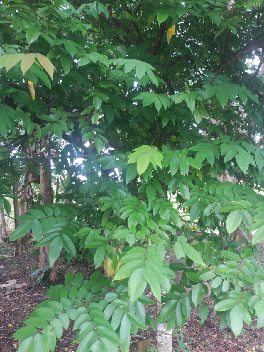 I went home 🇹🇹 maybe 2016 & Hazel Brown was holding a plant sale to raise money for TT Network of NGOs. She insisted I buy a Carambola plant in a small pot. I took it to my Mum's house in Gran Couva where it was planted out. Here it is. No better way of saying her memory lives on