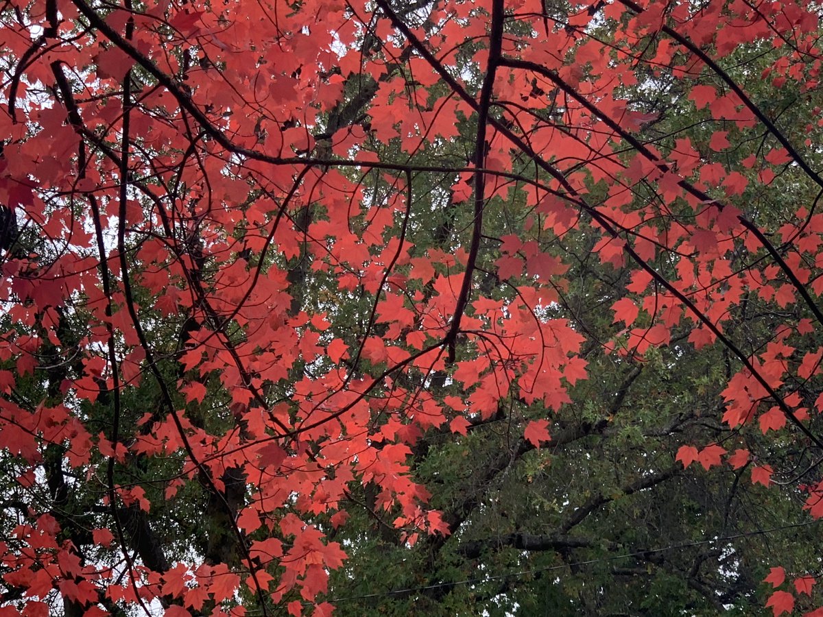 Learn some leaves before they fall from the trees on a tree walk this Saturday(9/24) at Berrydale Park 1pm - 2pm! tinyurl.com/368wdzwc #treesarecool #trees #plant #evergreen #cityofportland #portlandor #pnw #canopy #arborist #civic #pdx #fall #autumn #tree #nature #outdoors