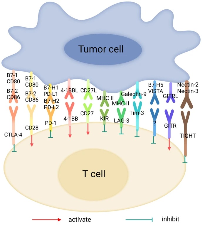 humanimmunenews's tweet photo. 📢 There's a new #review in @sigtrans_sttt!

It describes the efforts to manipulate the immune system against #cancer, and different targets and cell types that can be exploited to promote the antitumor immune response.

📌 Read it here: https://t.co/uYcOheoh3o https://t.co/haNISTyfTh