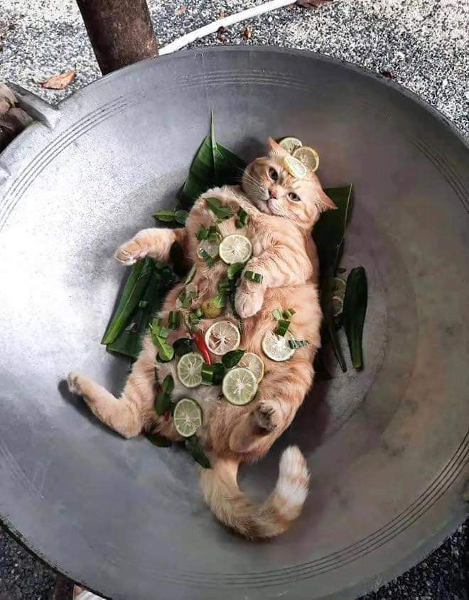No Context Cats On Twitter He Will Be Boiled Soon Alhamdulillah Https 