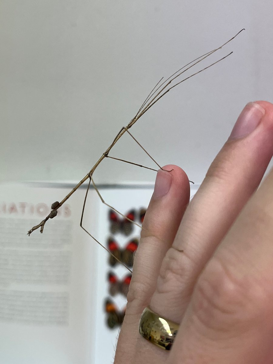 Jackson Linde tweet media