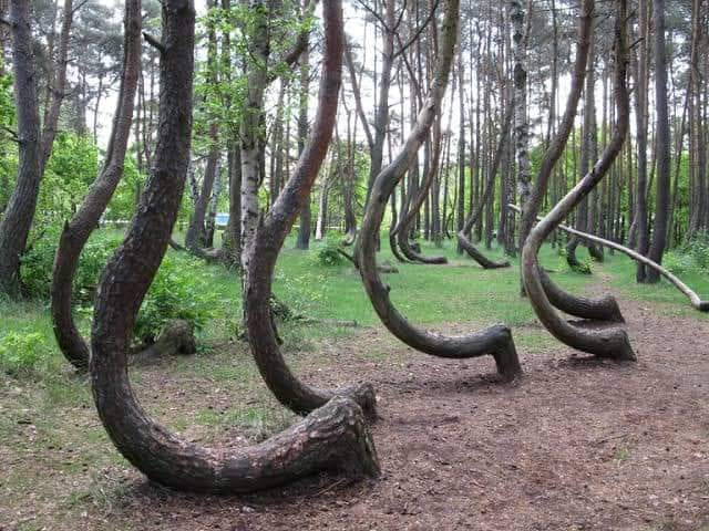 In Polonia, vicino alla città di Gryfino, esiste un bizzarro e misterioso bosco chiamato 'La Foresta Storta'. La sua storia è avvolta nel mistero e nessuno sa veramente cosa abbia spinto gli alberi ad assumere questa forma. La foresta è composta da circa 400 alberi di pino.