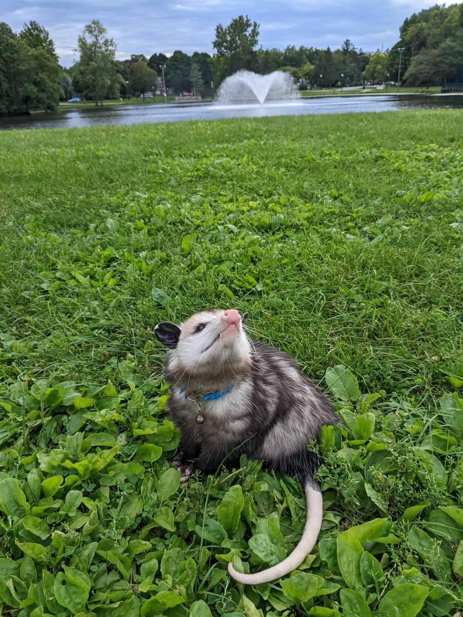Pj_possum's tweet photo. Pajamas will be walking around the hsc at 4:30 today!!! https://t.co/suw0HRbQvb