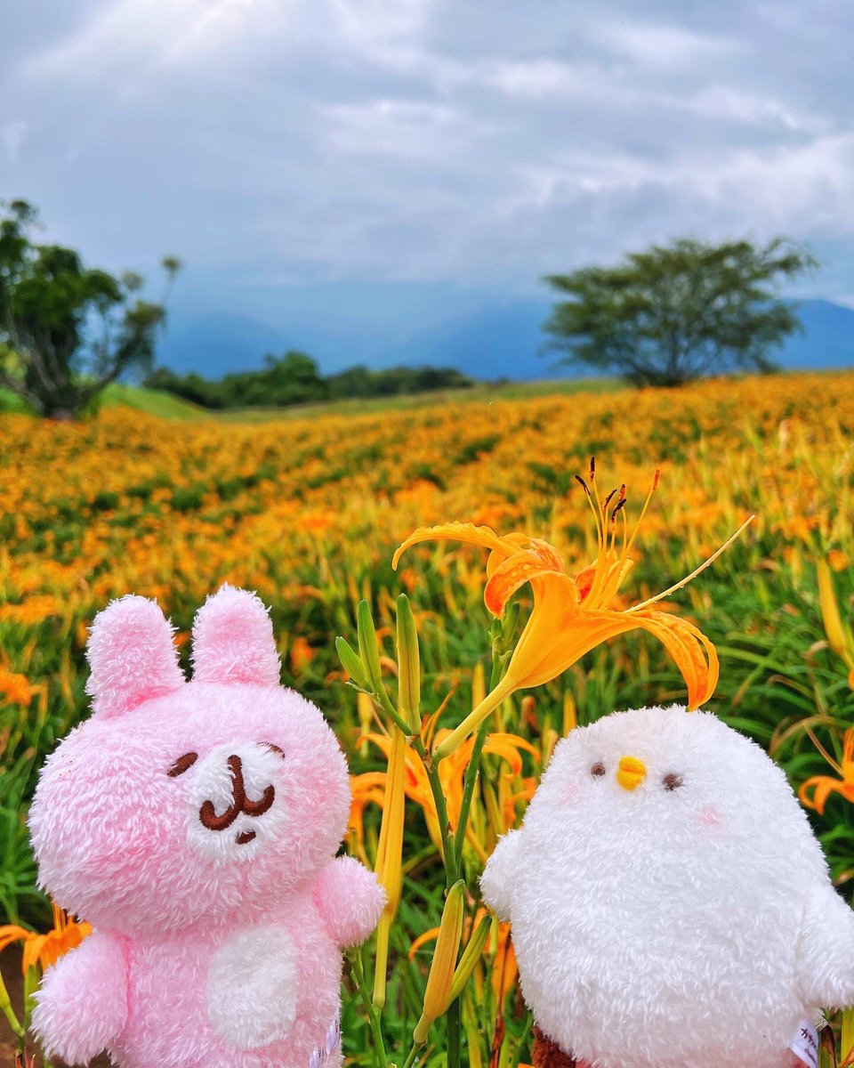 gaoqian23's tweet photo. #カナヘイ #カナヘイの小動物 #kanahei #卡娜赫拉 #ピスケ #うさぎ #p助 #兔兔 #toyphotography #療癒 #ゆるっと写真同好会 #ぬい撮り #linesticker #line貼圖 #lineスタンプ #taiwantravel #travelphotography #旅行 #花蓮景點 #六十石山 #金針花 #耶穌光 #jesuslight #雲隙光 #佛祖光 https://t.co/ftfWzLBQVL
