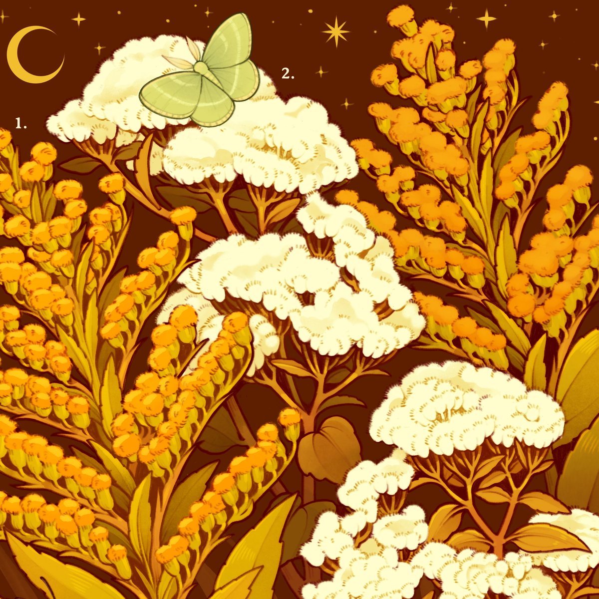 loonpflug's tweet photo. a field of goldenrod and boneset for september’s botanical postcard ✨🍂 https://t.co/aTtbnXi7Hq