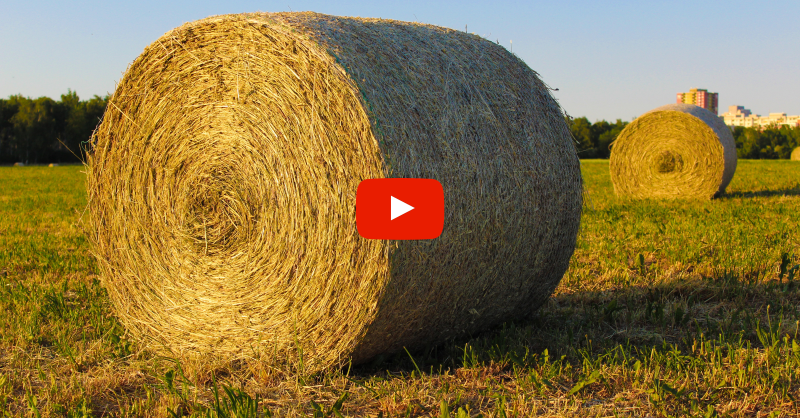 FarmsNews's tweet photo. Cow-Calf Corner
Mark Johnson, OSU Extension beef cattle breeding specialist, discusses the importance of hay testing.
Check out the video to find out why hay testing is so crucial ⬇️
#USAg #USFarmer #Cattle #Livestock #HayTesting