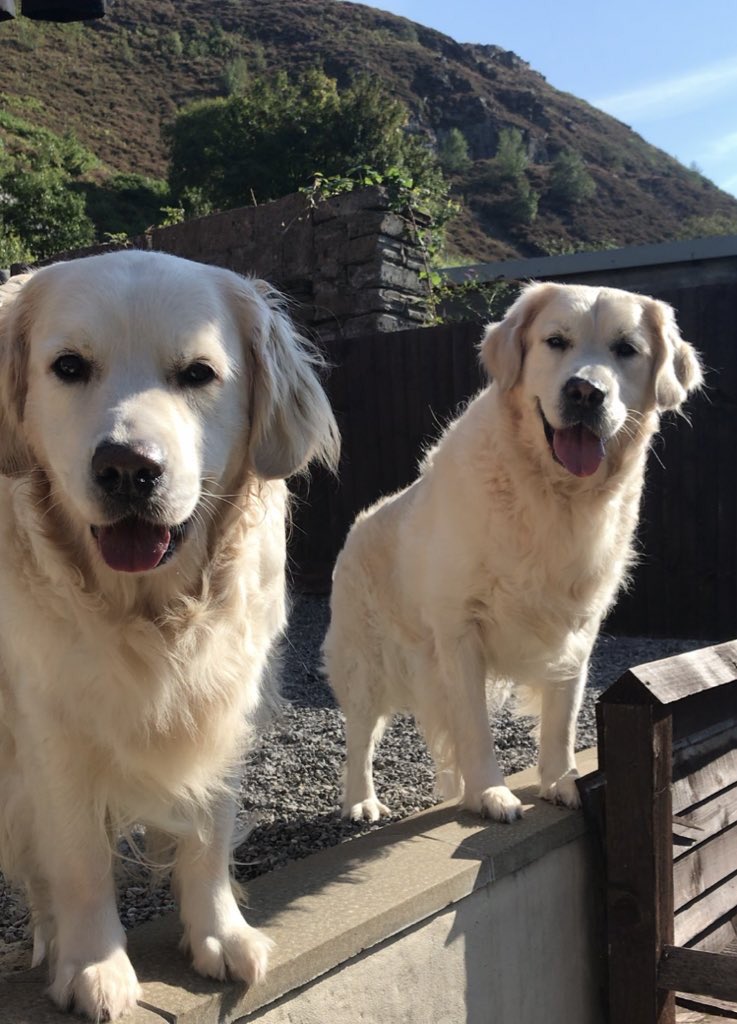 To anyone who needs some smiles, let’s start a thread of happy dogs!

Reply with a pic of your pet and then retweet to share the smiles ❤️