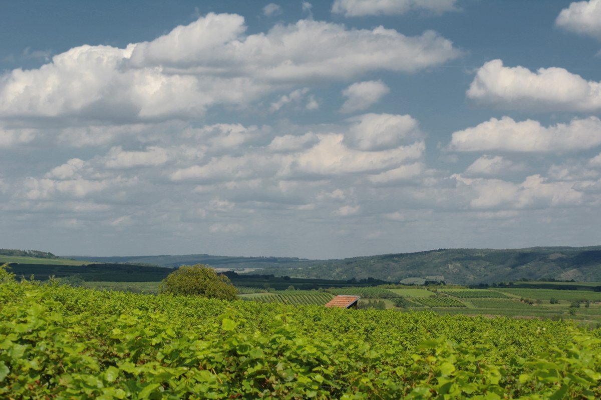 LenaLapschina's tweet photo. let's celebrate the end of the summer &amp; share a couple of drops of the divine drink 🍸 and some sweet bites, against the backdrop of the green hills. this sunday. one hour to noon. at 48.48881 N / 15.66187 E. 🏃 🚴 🚙 🚜 #Glyptophilia https://t.co/QX8YBlWEEV