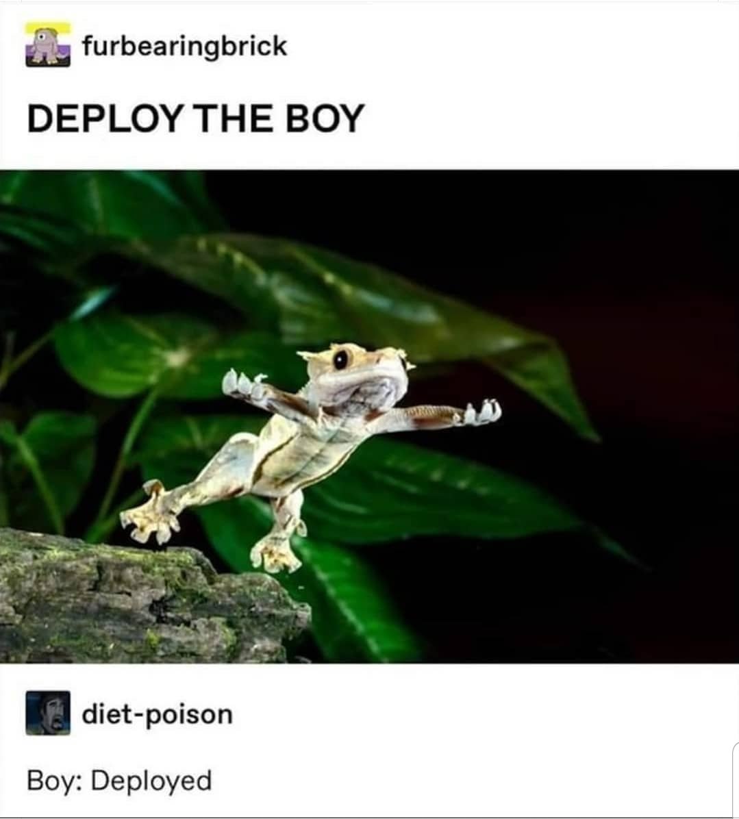 Geckos Daily🦎 (@geckosdaily_) on Twitter photo 