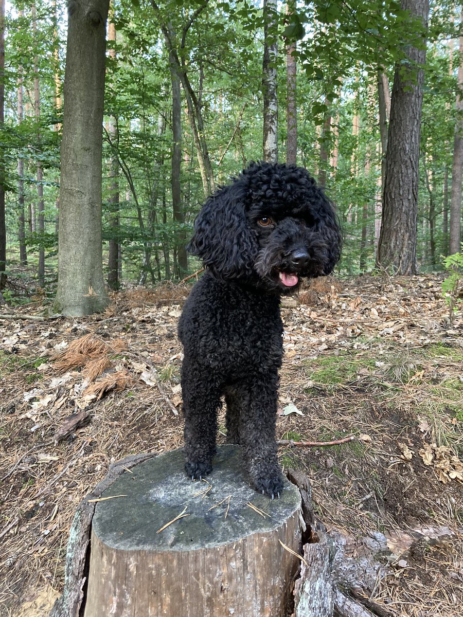 Wie mich heute einfach alles krass genervt hat! Und jetzt….Einfach alles besser! #pudel #wald #tegelerforst #ruhe #nichtsmitmenschen #endlichfreitag