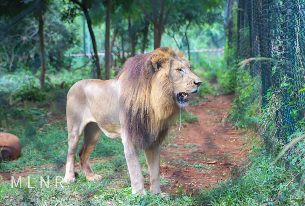 rebeccaasekpe's tweet photo. #Accrazoo to reopen soon
@ForestryComm @Landsandforests
@MercyForAnimals https://t.co/VABdRYA2xo