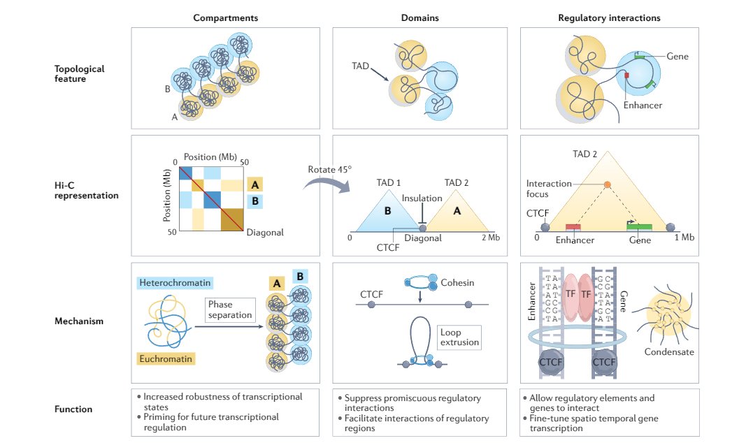 The study of 3D genome folding will shed new light upon the fine-tuning of gene expression leading to the generation of immune cell identity &amp; function.

Read the latest review by <a href="/sergicuartero/">Sergi Cuartero</a> along with @g_Stik and <a href="/R_Stadhouders/">Ralph Stadhouders</a> at <a href="/NatRevImmunol/">Nature Rev Immunol</a>.

🔗rdcu.be/cVW6O