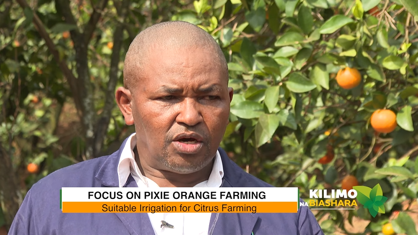 K24Tv's tweet photo. The best soil for citrus farming is free draining soil. Specifically sandy loamy soils.
#KilimoNaBiashara @lindakoskey @joylandfarms https://t.co/4Jl0ybJ6VY