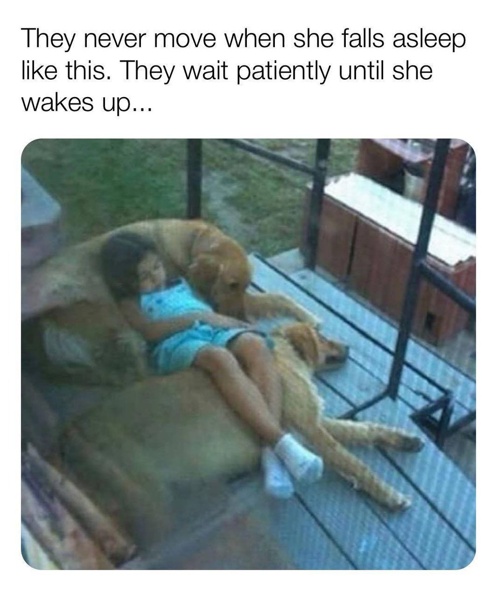 WholesomeMemes (@wholesomememe) on Twitter photo 