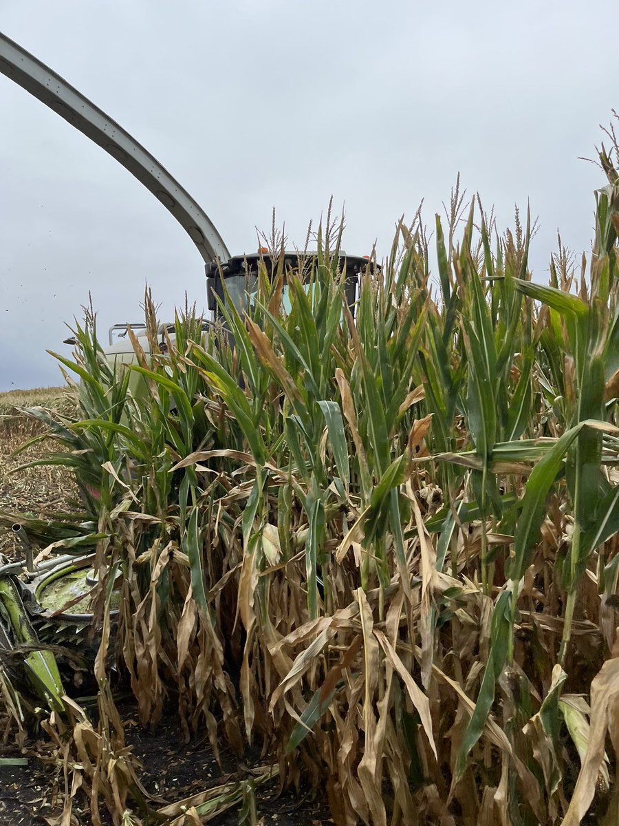 MarkFijala's tweet photo. Corn Silage/ 2022 https://t.co/3WNfH6OjyD