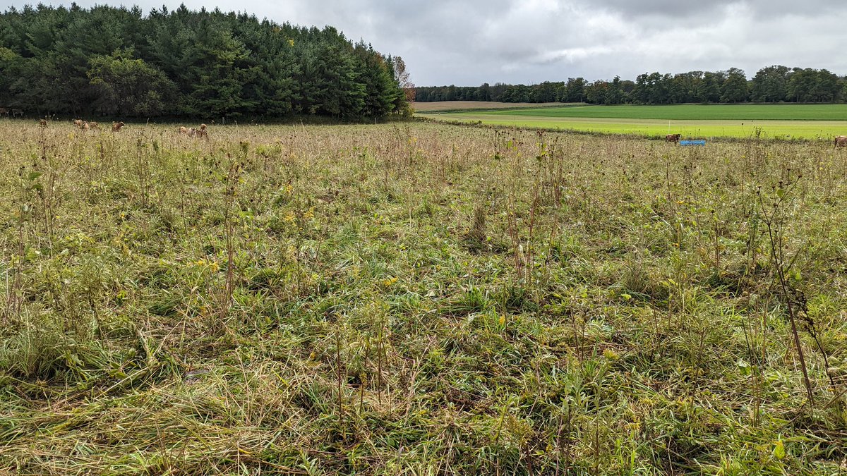 On the land to do some Ecological Outcome Verification.  Excited to see warm season grasses and forbs in a grazed pasture in Ontario.