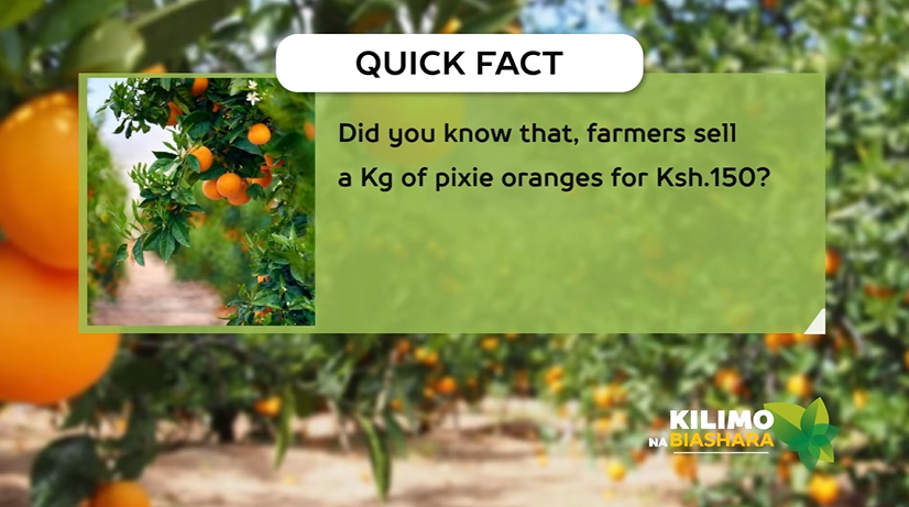 K24Tv's tweet photo. Quick facts about pixie oranges
#KilimoNaBiashara @lindakoskey @joylandfarms https://t.co/9I43JQaOpm