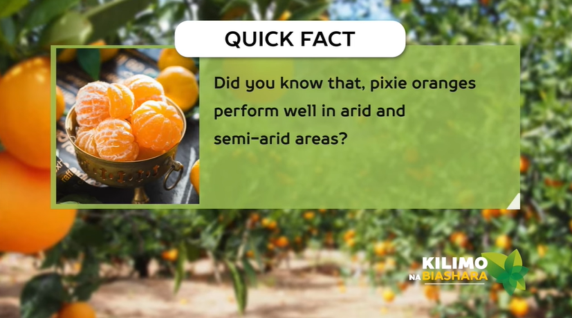K24Tv's tweet photo. Quick facts about pixie oranges
#KilimoNaBiashara @lindakoskey @joylandfarms https://t.co/9I43JQaOpm