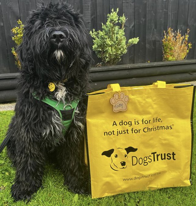 Handsome boy Toby 🐕‍🦺 packed his bag 💼 and waved goodbye to his lovely foster carers today 👋🏼 to set off for his forever home 🏠 Happy new home Toby 😍💛 @dogstrust #friyay #TDIFF #fostertoforever #adoptdontshop #portuguesewaterdog