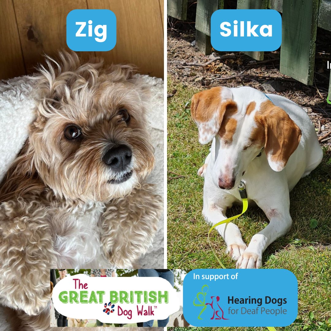 Please support our gorgeous dogs, Zig and Silka as they take part in the Great British Dog Walk on 1st October to raise funds for Hearing Dogs for Deaf people :) sbee.link/8b6yvhj4cw
