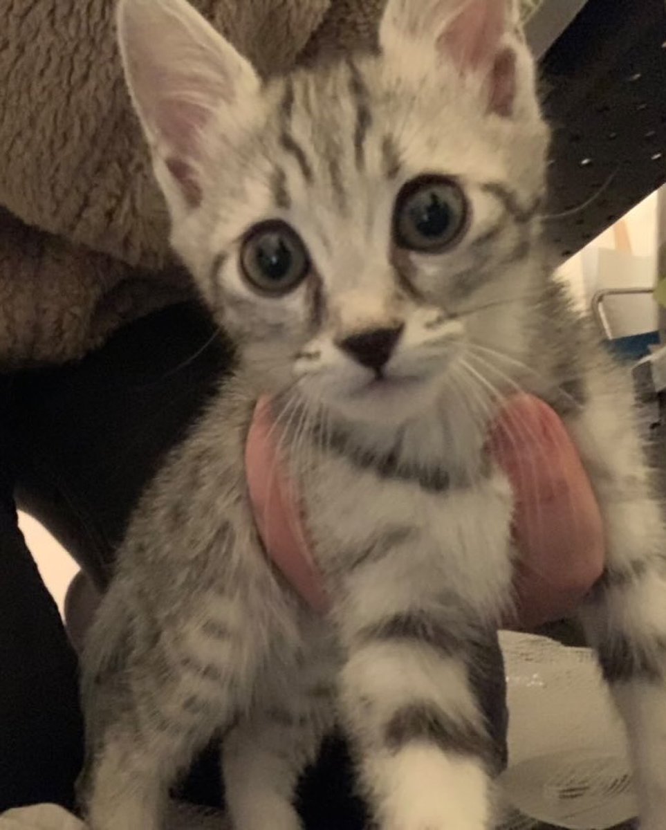 🏡ACİL GEÇİCİ/KALICI YUVA ARANIYOR!!🏡

Ankuvanın arkasında bulunan bu yavru erkek bebeğe acil geçici/kalıcı yuva aranıyor. Evine alan kişinin kedilere alerjisi olduğu için daha fazla evde tutamıyor. Ankara’da her yere ulaştırılacaktır. 

İletişim: 05392203397