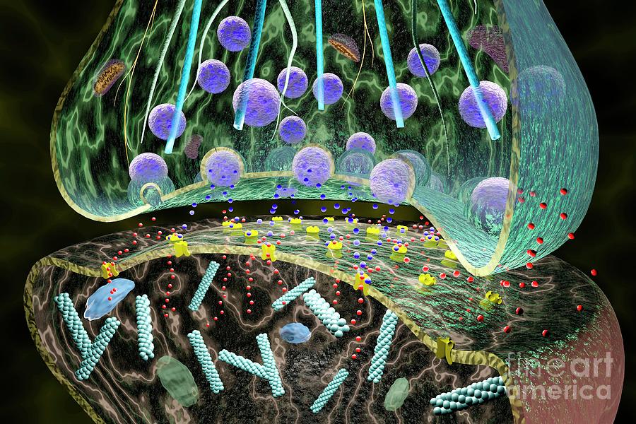 chrost_hugo's tweet image. Artistic representation of the nerve synapse.
Credits: Patrick Landmann
#neuroscience #neurotwitter #sciencetwitter #brain #Bioinformatics #neurology #science #medicine #MedTwitter #biotech