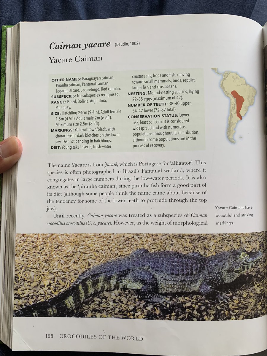 Caiman_fan's tweet photo. Some info on my favorite caiman species, the Spectacled caiman and Yacare caiman, from the book Crocodiles of the World by Colin Stevenson. https://t.co/uoAjIb3kvU