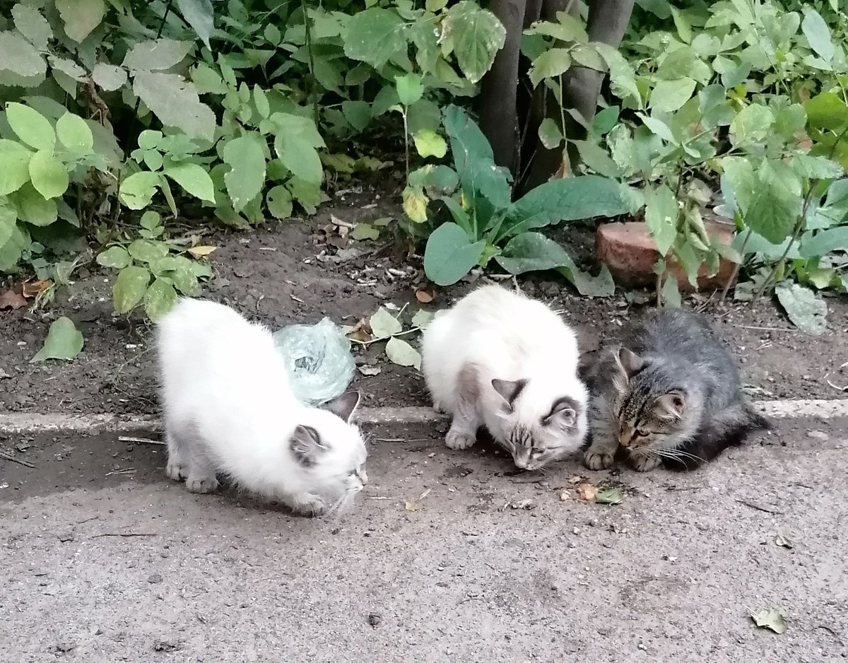 #котопятница
Вот такие милахи приходят у нашему дому на кормежку. Может, кому приглянутся, чтобы взять в дом для любви и заботы?