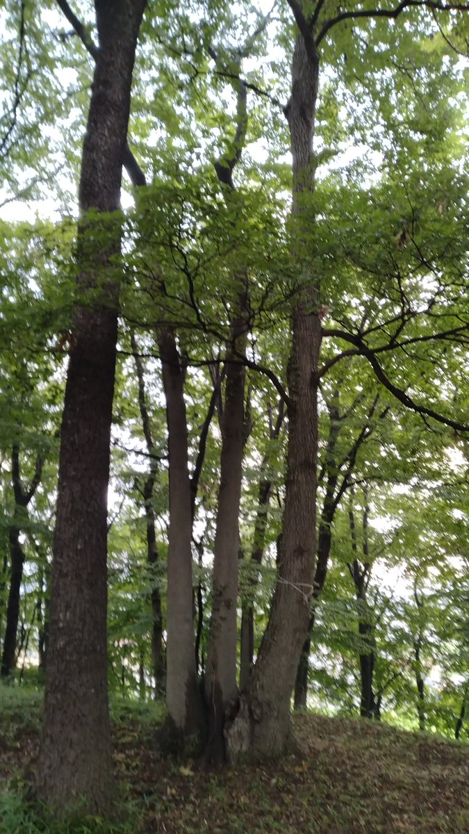 _rekichi's tweet photo. マジで撮った写真がブレブレすぎました。
生き残りの数枚をどうぞ。。

#太田天神山古墳 https://t.co/KH6gVLO39e