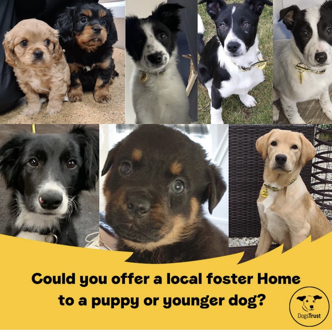 DT_WestCalder's tweet photo. 🚨🐶Dogs Trust West Calder are seeking new local foster carers to help care for puppies and younger dogs 🐶🚨

If you are interested in fostering younger dogs, please get in touch on 01506 873459 or email HFHWestCalder@dogstrust.org.uk 🐾💛 

@dogstrust #puppy #puppyfosterneeded https://t.co/5LtZIwuFOl