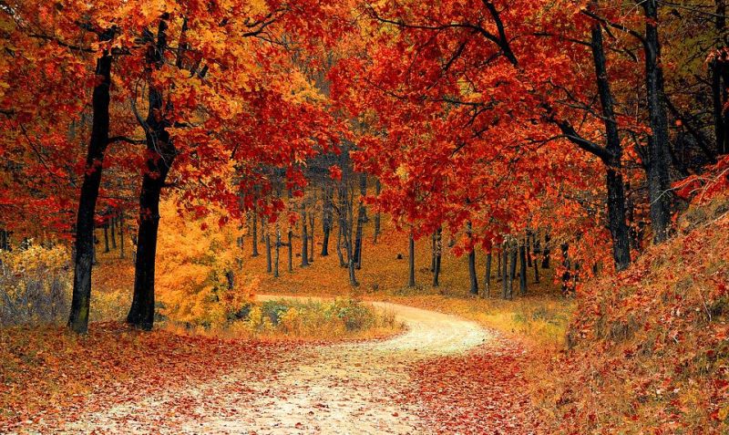 RussPowell's tweet photo. Walking the Middle Path is about finding a healthy point of integration between extremes. Come join us for Leadership and the Middle Path (Fall 2022). Starts 20 Oct 2022.https://t.co/Mqn8nSarwa https://t.co/2caI01QfVZ