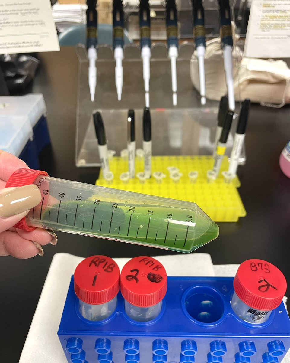L_DB_N's tweet photo. Been four years since the last time, but extracting DNA from various maize lines today and Monday ... I love working with maize :) #plantpathologist #maizegeneticist #plantdnaextraction https://t.co/bz9Lbg2746
