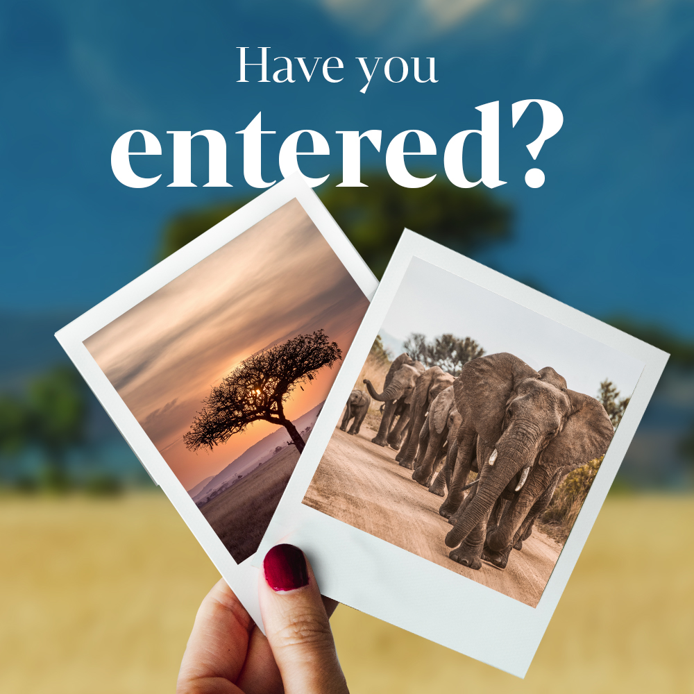 MyAfricanDream1's tweet photo. π·β‘Itβs the MAD TRAVELLERS CLUB photo contest! β‘π· We're giving away 3 nights at Kapama River Lodge or the luxurious Clouds Estate. Show us your best wildlife or landscape photography π Post your photo with hashtag #MADTCPhoto to enter! Comp closes 28-Oct-22, T&Cs apply βοΈ https://t.co/4bjxzCXgEq