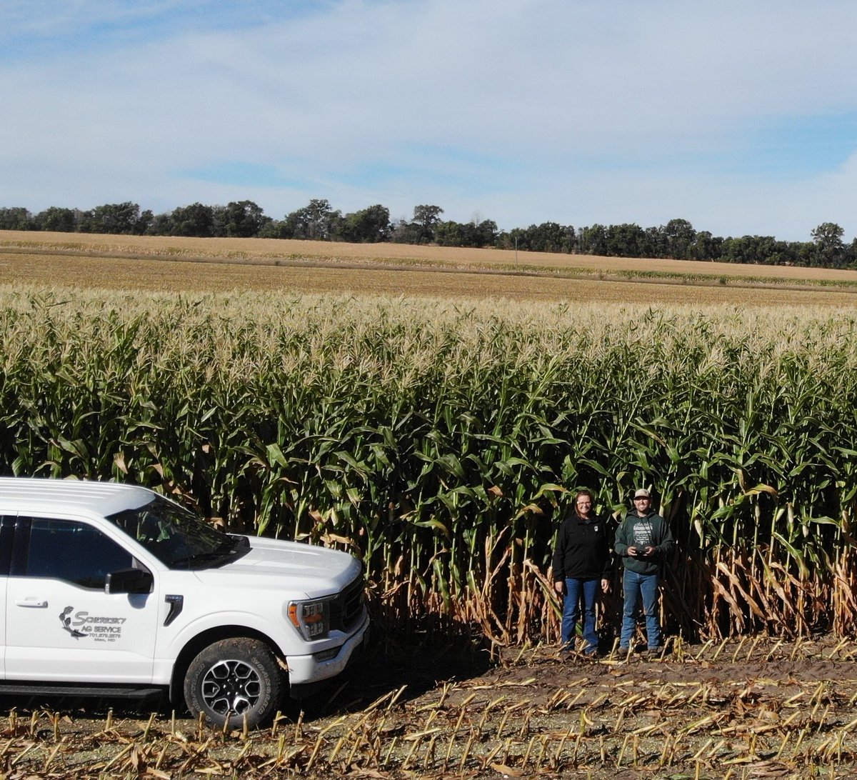 Some of our silage corn near Velva, ND